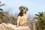 CANE CORSO 368